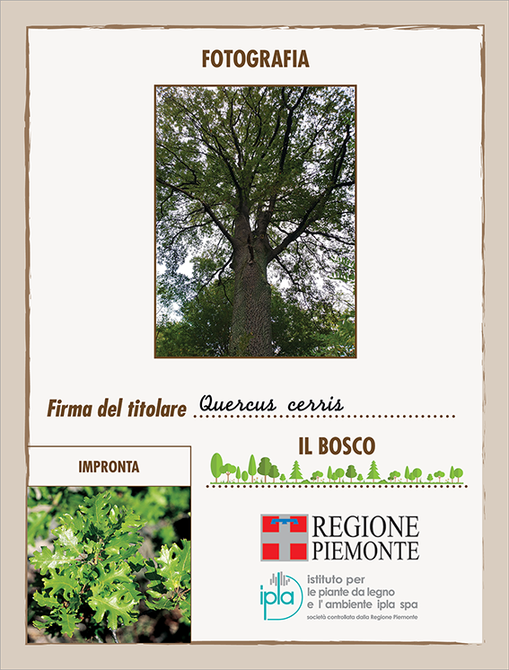 01 ci quercus cerris