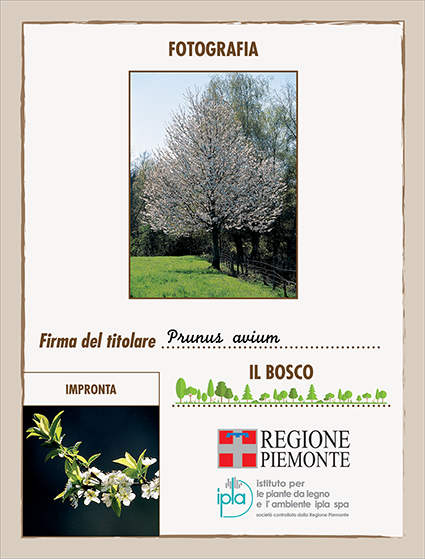 03 ci prunus avium