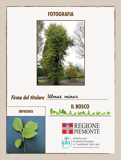 07 ci ulmus minor