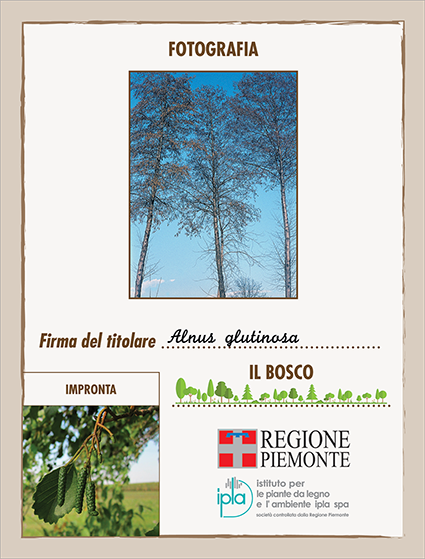 08 ci alnus glutinosa