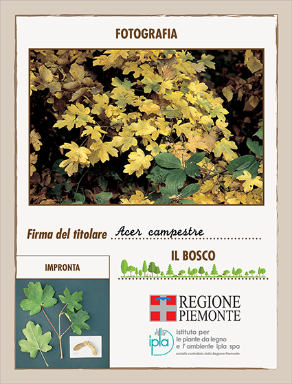 13 ci acer campestre