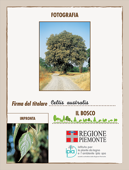 14 ci celtis australis
