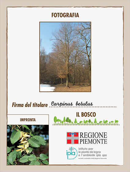 15 ci carpinus betulus