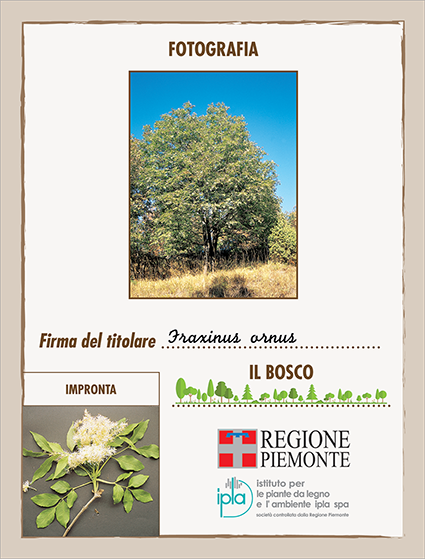 16 ci fraxinus ornus