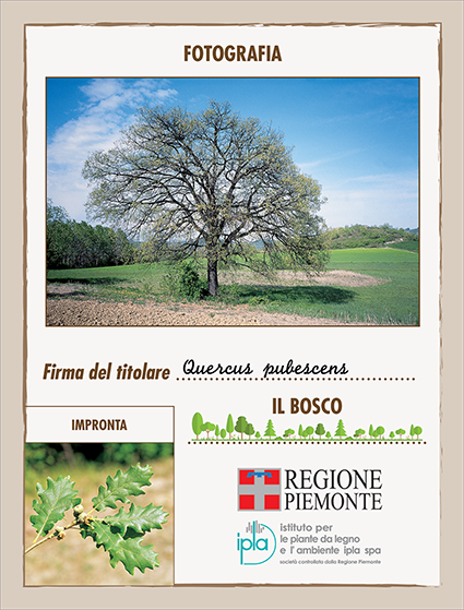 18 ci quercus pubescens