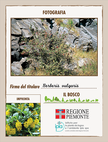 19 ci berberis vulgaris