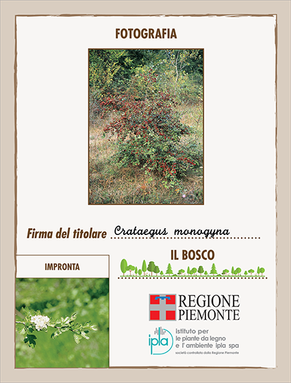 20 ci crataegus monogyna