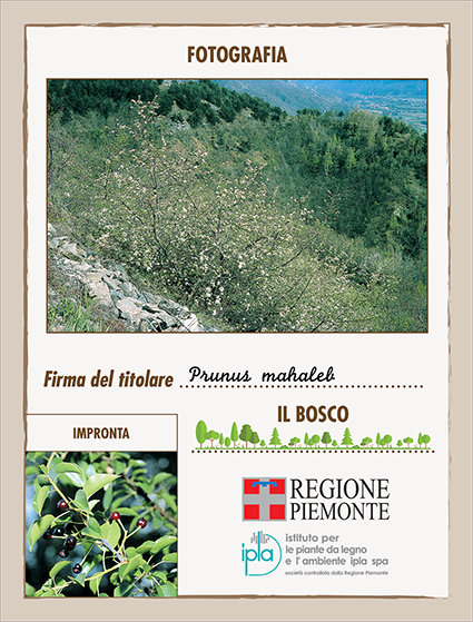 21 ci prunus mahaleb