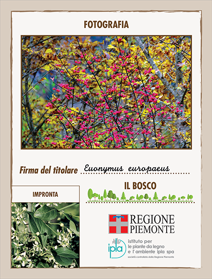 23 ci euonymus europaeus