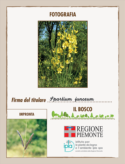 24 ci spartium junceum