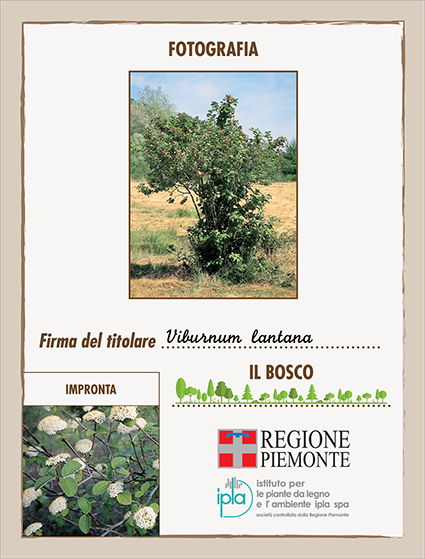 25 ci viburnum lantana