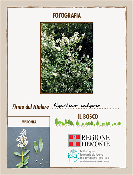 26 ci ligustrum vulgare