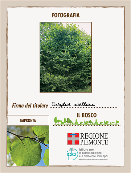 27 ci corylus avellana