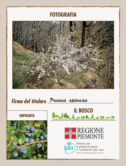 28 ci prunus spinosa