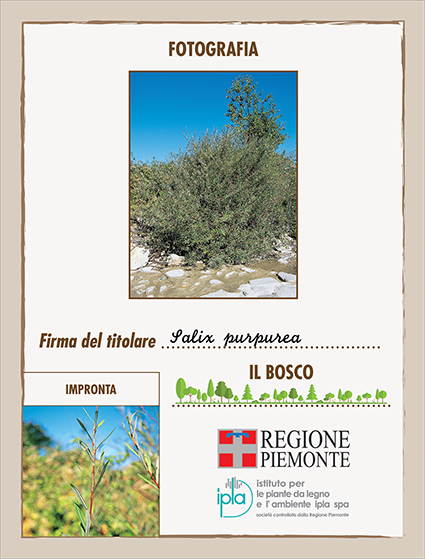 30 ci salix purpurea