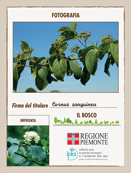 31 ci cornus sanguinea