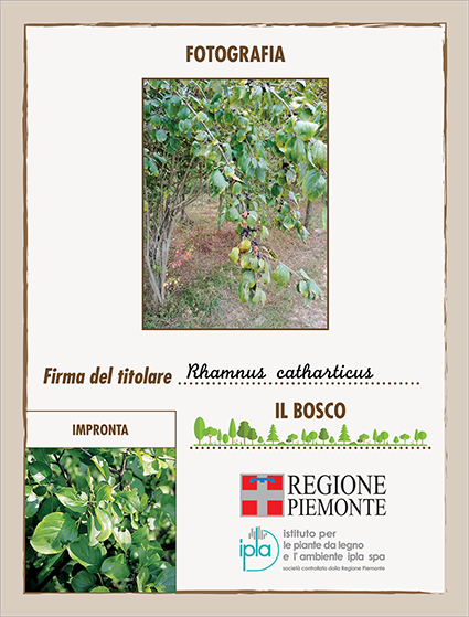 32 ci rhamnus catharticus